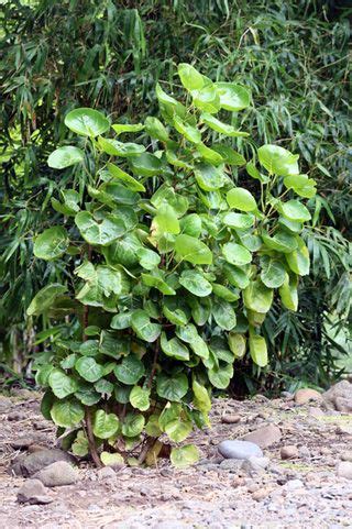 Polyscias Scutellaria Burm F Fosberg Jardins Horticulture