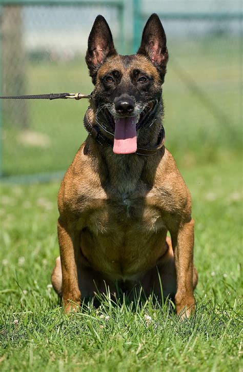 Free photo: belgian malinois, dog, canine, service, military, sitting ...