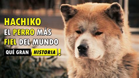 Hachiko El Perro Fiel Que Espero Por 10 AÑos El Regreso De Su Dueño