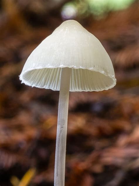 Mycena Filopes The Ultimate Mushroom Guide