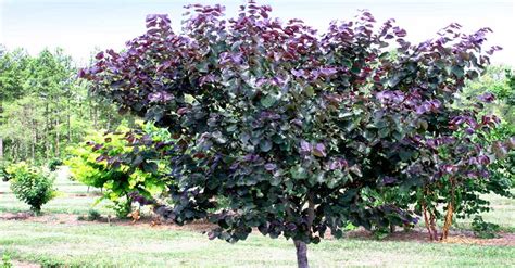 Different Types of Redbud Tree Varieties - All Kinds of Species ...