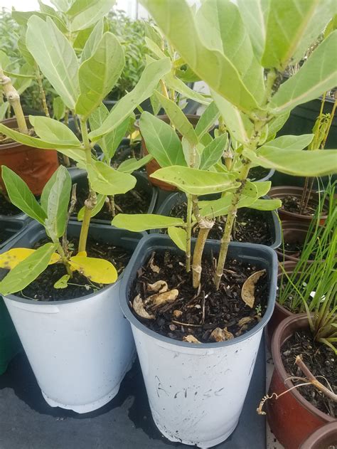 1 Gallon Potted Giant Milkweed Plant Etsy