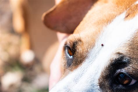 Hemoparásitos en perros Causas signos y tratamiento Universo de la