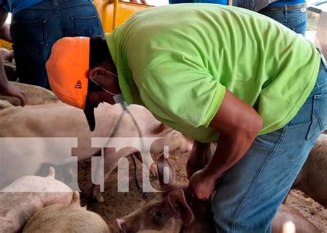 Inta Entrega Bonos De Cerdo A Igual N Mero De Familias En Nandaime