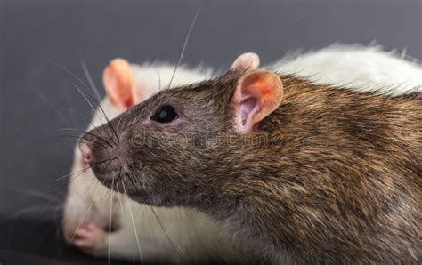 White And Gray Rats Stock Photo Image Of Hairy Rodent 112270504