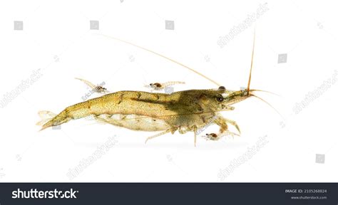 Baby Shrimp: Over 4,024 Royalty-Free Licensable Stock Photos | Shutterstock