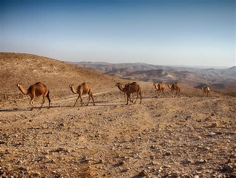 Free picture: camel, desert, animal, wildlife, wild, blue sky, outdoor ...