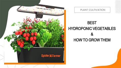 Best Hydroponic Vegetables & How to Grow Them