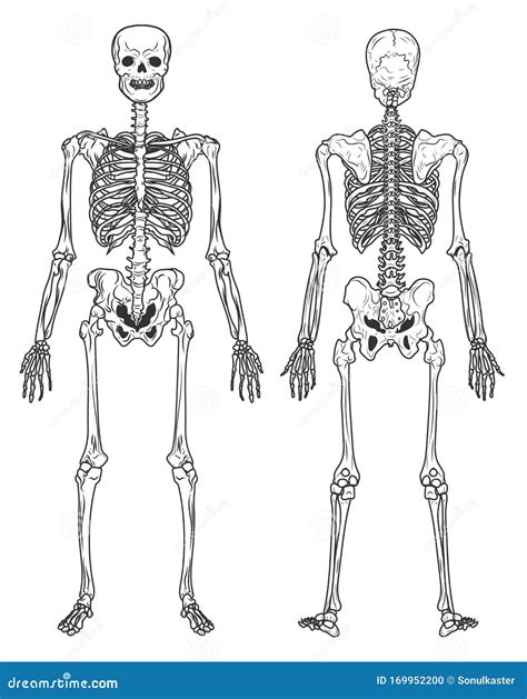 Struttura Dello Scheletro Nella Vista Posteriore E Anteriore Ossa