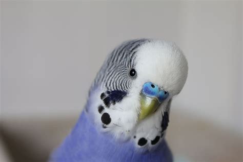 Blue And White Parakeet, Budgie, Pet, Bird, Plumage, - Попугай ...