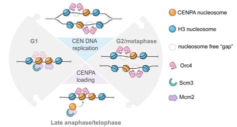 A Model To Explain Cenpa Loading At Late Anaphase Telophase And