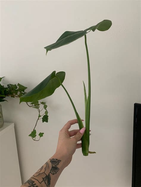 Monstera Deliciosa Swiss Cheese Plant Cutting Rooted Or Non Etsy