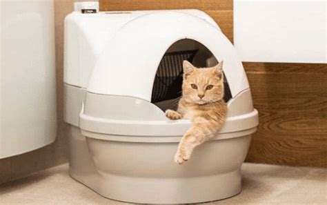 Best 5 Top Entry Cat Litter Boxes Cat Cave Co