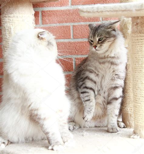 White Neva Masquerade And Silver Cats Of Siberian Breed Stock Photo