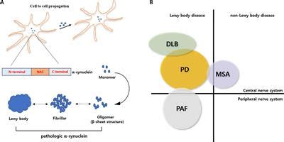 Frontiers The Role of Glial Mitochondria in α Synuclein Toxicity