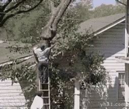 Tree Fall GIF - Tree Fall Fail - Discover & Share GIFs