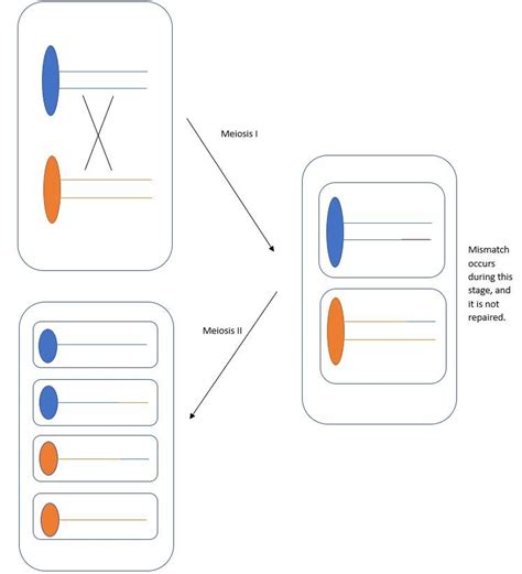 The Neurospora Octad Shown Came From A Cross Between A An Quizlet