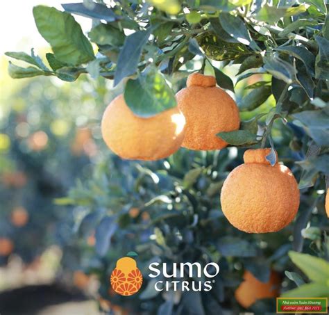 Cam Sumo Nhật Bản Kỹ Thuật Chăm Sóc Cây Cam Sumo Nhật Bản