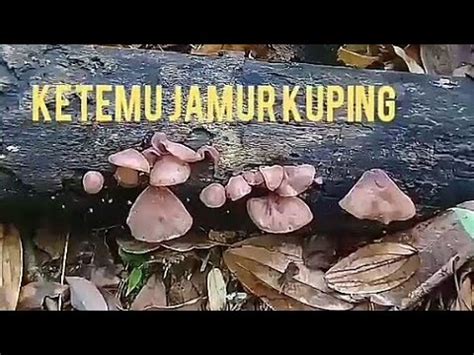 Bentuk Dan Ciri Ciri Jamur Kuping Di Hutan Borneo YouTube