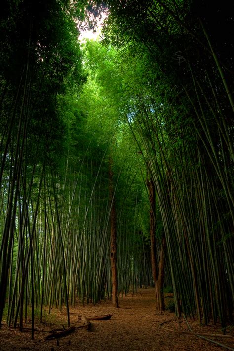 Bamboo Dreams by dsnider on DeviantArt