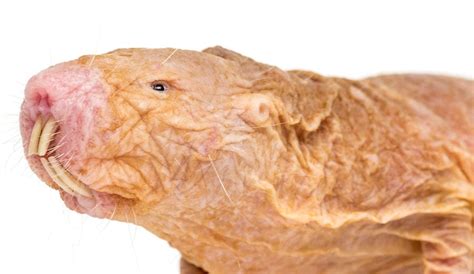 Moffitt Develops First Genetically Engineered Cancer Model In Naked