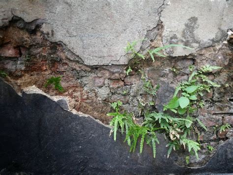 Peque A Planta Que Crece En La Pared De Ladrillo Vieja Foto De Archivo