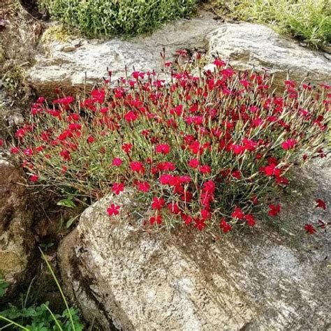 Dianthus Deltoides Leuchtfunk Steenanjer Kopen Het Groene Paradijs