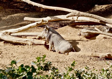 San Diego Zoo Safari Park Common Warthog By Sierrarange On Deviantart