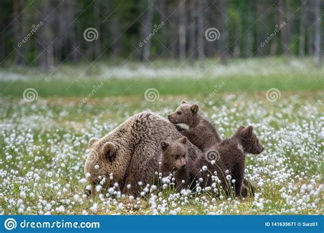 She Bear And Bear Cubs Of Brown Bear In The Forest At Summer Time Among