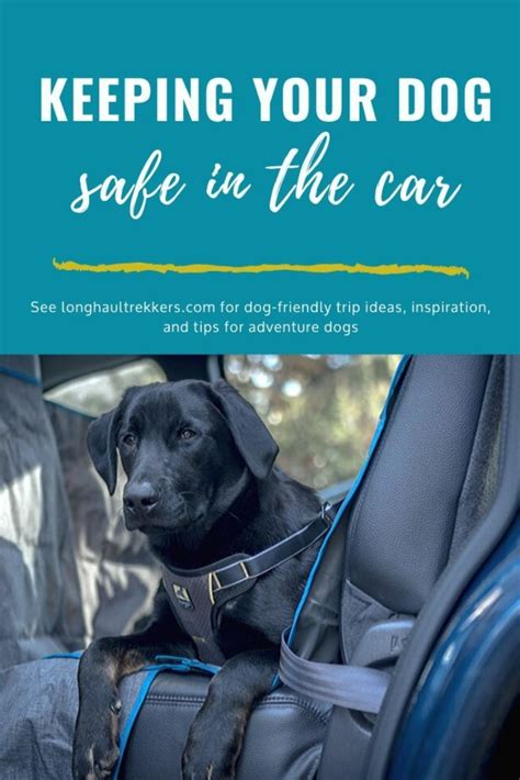 Dog car safety – Artofit