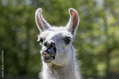 Goofy lama pulling face. Funny llama animal sticking tongue out Stock ...