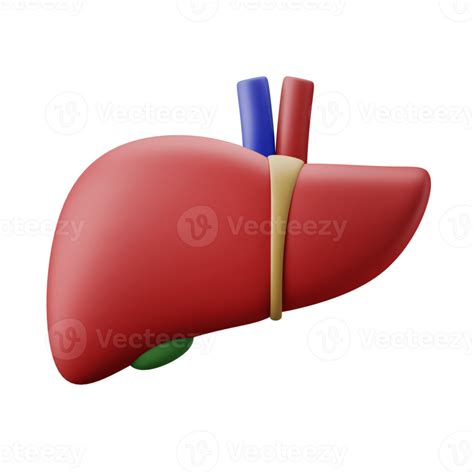 Human Liver Hepatic Internal Png Images Psd Free Download 47 Off