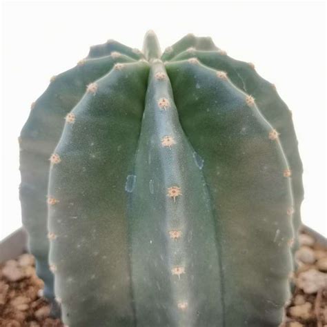 Echinocereus subinermis 14 cm. | Cactaceae - Giromagi vendita piante grasse