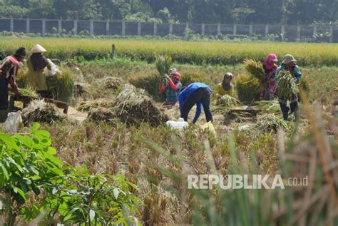 Kementan Targetkan Satu Juta Hektare Sawah Miliki Asuransi Republika