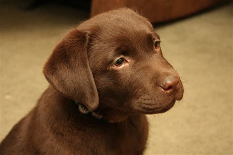 American Chocolate Labrador Retriever