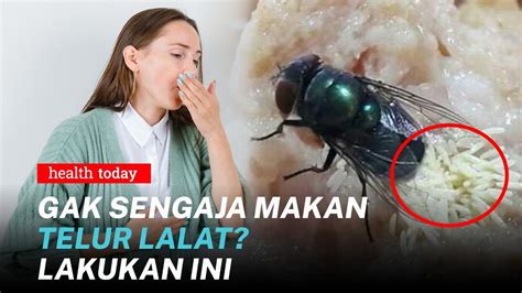 Bahaya Telur Lalat Di Makanan Jika Tertelan Bisa Berkembang Dalam