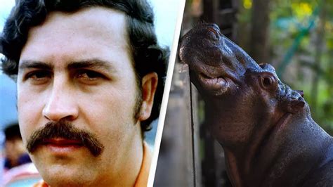 Pablo Escobar’s 'horny hippos' face 'eradication' due to 'major' public ...