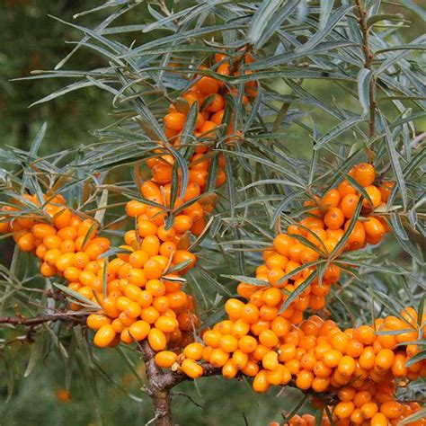 15+ Sea Buckthorn Plant - JulieanneRaquel