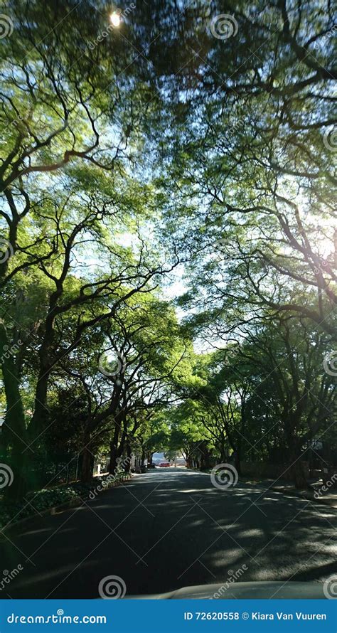 Greenery Filled Road Editorial Stock Photo Image Of Sunshine 72620558