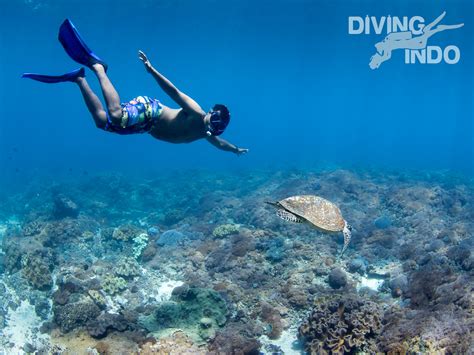 Why Everyone Should Go Snorkeling In Bali Diving Indo