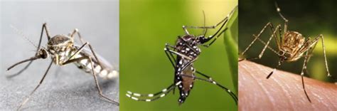 Perbedaan Nyamuk Anopheles Aedes Dan Culex