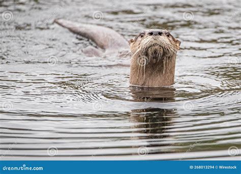 North American River Otter Swimming in the Deep Water Stock Photo ...