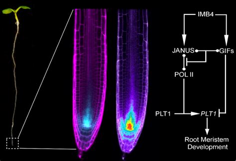 Plant Cell 山东农业大学李厦团队揭示根分生区发育转录调控新机制 知乎