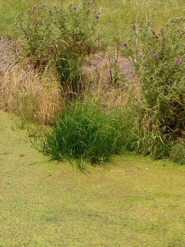 Grama Plantas Acu Ticas Invasoras M Xico Inaturalist