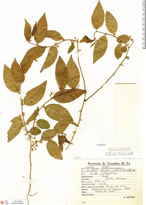 Celtis Triflora Herb Rio Rapid Reference The Field Museum