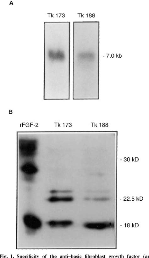 Figure From Basic Fibroblast Growth Factor Expression Is Increased In