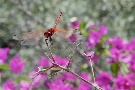 Dragonfly Sex Stock Photo Image Of Macro Ovum Insect