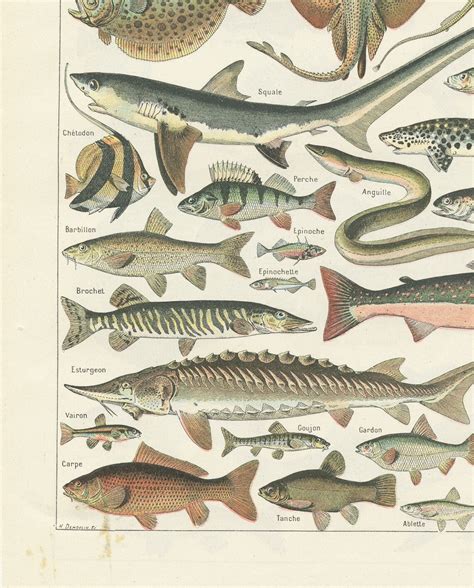 1922 Vintage Fish Poster Kitchen Decor Kitchen Print Vintage | Etsy