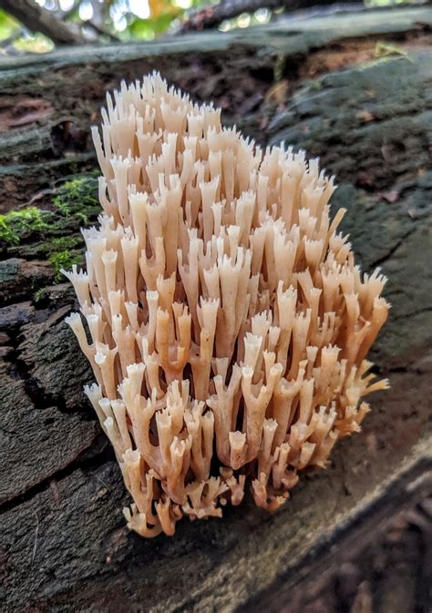 Crown Tipped Coral Fungus From Wheaton ND USA On September 13 2019