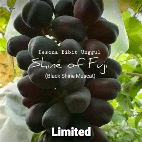 Jual Bibit Anggur Import Black Shine Muscat Grafting Terbaru Kota